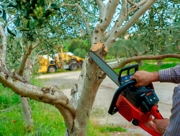 Best Tree Pruning Services  in Mendota, CA